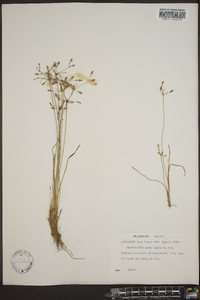 Fimbristylis annua image