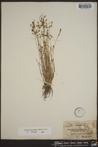 Fimbristylis annua image