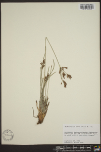 Fimbristylis annua image