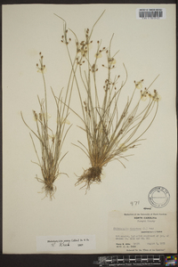 Fimbristylis annua image