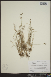 Fimbristylis annua image