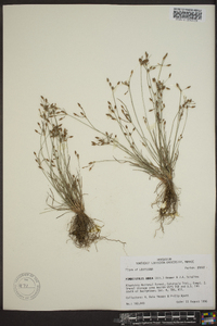 Fimbristylis annua image