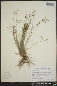 Fimbristylis annua image