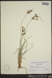 Fimbristylis annua image