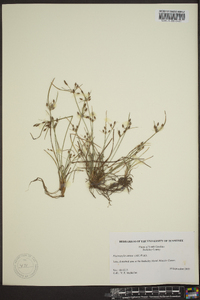 Fimbristylis annua image