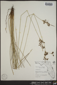 Fimbristylis castanea image