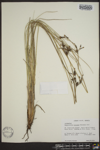 Fimbristylis castanea image