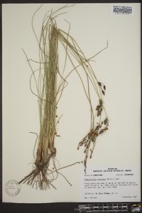 Fimbristylis castanea image