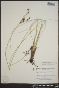 Fimbristylis castanea image