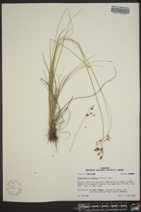 Fimbristylis castanea image