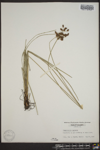 Fimbristylis castanea image