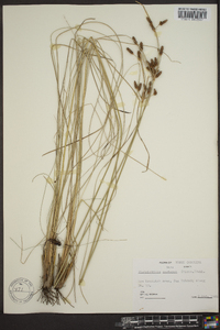 Fimbristylis castanea image