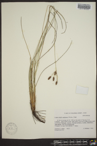 Fimbristylis castanea image