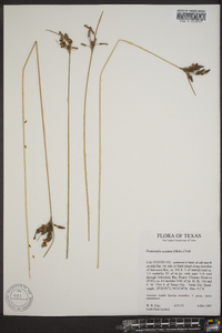 Fimbristylis castanea image