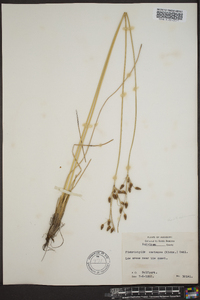 Fimbristylis castanea image