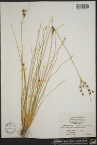 Fimbristylis castanea image