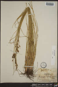 Fimbristylis castanea image