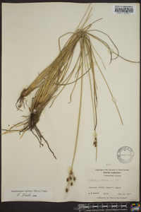 Fimbristylis castanea image