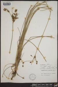 Fimbristylis castanea image