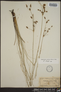 Fimbristylis castanea image