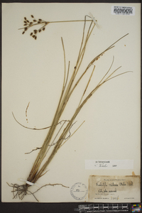 Fimbristylis castanea image