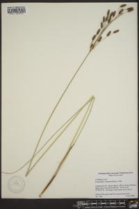 Fimbristylis castanea image