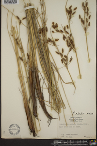 Fimbristylis castanea image