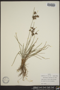 Fimbristylis dichotoma image