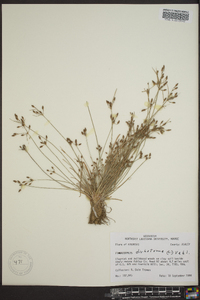 Fimbristylis dichotoma image