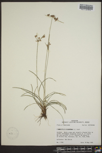 Fimbristylis dichotoma image