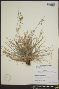 Fimbristylis dichotoma image