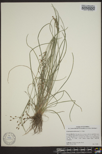 Fimbristylis dichotoma image