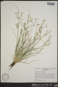 Fimbristylis decipiens image