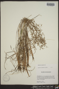 Fimbristylis decipiens image