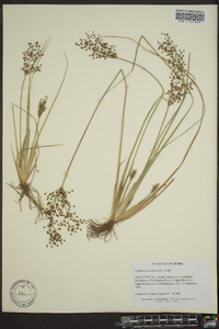 Fimbristylis miliacea image