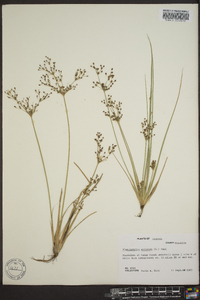 Fimbristylis miliacea image