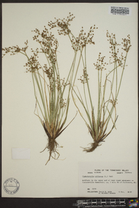 Fimbristylis miliacea image