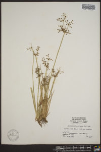 Fimbristylis miliacea image