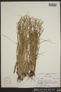 Fimbristylis miliacea image