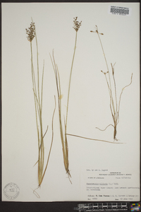 Fimbristylis miliacea image