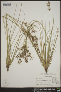 Fimbristylis miliacea image