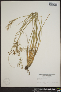 Fimbristylis miliacea image