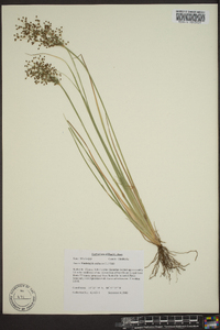 Fimbristylis miliacea image