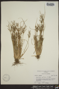 Fimbristylis miliacea image