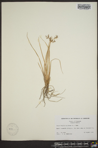 Fimbristylis miliacea image