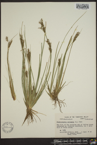 Fimbristylis miliacea image