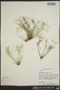 Fimbristylis perpusilla image