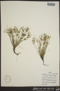 Fimbristylis perpusilla image