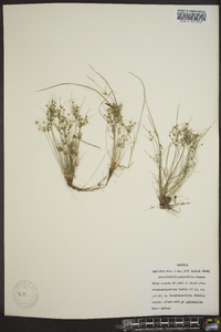 Fimbristylis perpusilla image