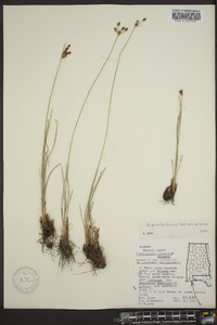 Fimbristylis puberula image